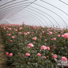 蔬菜大棚骨架機 蔬菜大棚支架機