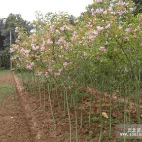 樱花小苗 嫁接苗 日本晚樱 河南花木苗木批发