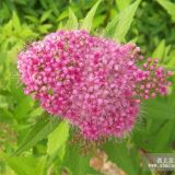 大量供應(yīng)日本繡線菊