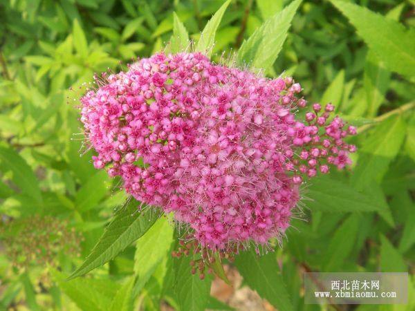 日本繡線菊