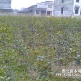 湖南大量低價出售金桂花小苗木量多優(yōu)惠