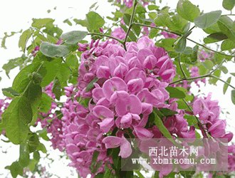 供应香花槐