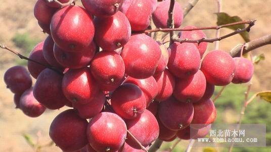 甘肅果樹苗 寧夏果樹苗新疆果樹苗