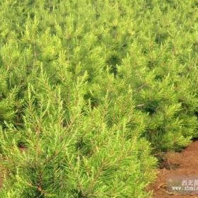 7000棵定植白皮松整苗圃出售