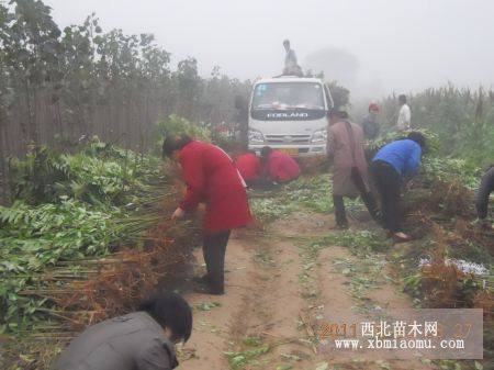 國(guó)槐苗梨苗蘋(píng)果苗香椿苗軟棗苗桃苗