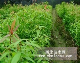 紅豆杉.楠木.楓香.木荷.珙桐