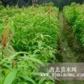 紅豆杉.楠木.楓香.木荷.珙桐