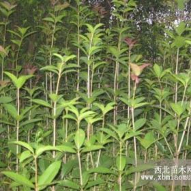 蒼溪縣生態(tài)綠化種苗示范園