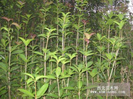 桂花銀杏，櫻桃，紅楓，獼猴桃核桃