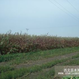 偃伏萊木紅瑞木茶條槭小葉丁香紫丁香榶槭連翹銀中楊柳樹松樹