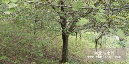 現(xiàn)有60株大山楂苗木出售