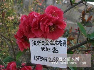 供應(yīng)年宵精品花卉-日本海棠花、沂州海棠花、木瓜海棠花木本花卉