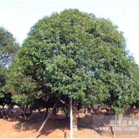 瀏陽低價(jià)精品桂花、瀏陽桂花樹基地