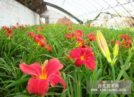 红宝石萱草、金边玉簪、八宝景天，