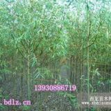 保定綠洲苗圃供應速生柳，速生楊，榆樹大小苗