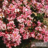 供應(yīng)紅葉復(fù)花矮紫薇