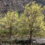 供應(yīng)叢生山茱萸獨干山茱萸1到40公分原枝原貌低價供應(yīng)