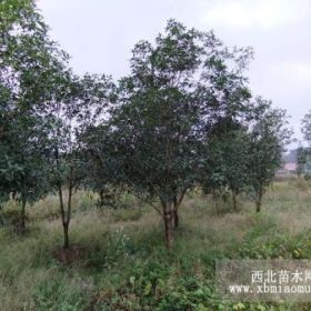 出售離地50公分量4-5公分的桂花