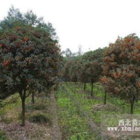 湖南花木—火紅丹桂，早紅雙季，紅花丹桂，狀元紅丹桂