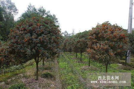 湖南花木—火紅丹桂，早紅雙季，紅花丹桂，狀元紅丹桂