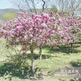 供應北美海棠小苗 北美海棠小苗促銷