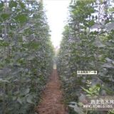 速生白蠟2.5-3米高小苗量大