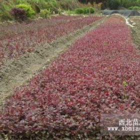 紅花繼木色塊苗、紅花繼木低價直銷苗、紅花繼木扦插苗