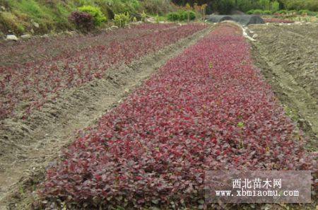 瀏陽紅花繼木