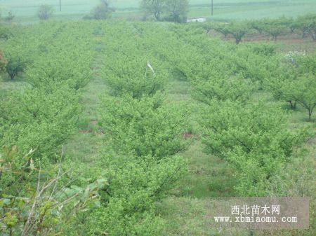 青梅苗；青梅樹(shù)；紅梅樹(shù)；青梅種子