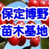 榆樹，榆樹苗，榆樹價格，榆樹供應