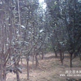 冀森苗圃供应西府海棠河北西府海棠3-8cm西府海棠