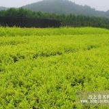 金葉女貞基地，金葉女貞批發(fā)，蘇北金葉女貞