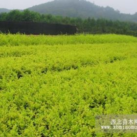 金葉女貞基地，金葉女貞批發(fā)，蘇北金葉女貞