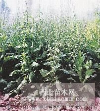 濟南高效農(nóng)業(yè)菊苣種子 高效牧草種子