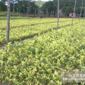 東北綠化小苗紫葉稠李、金葉水臘、紫葉水臘、密枝紅葉李