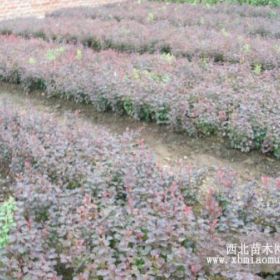 東北綠化小苗紅王子錦帶小苗、天目瓊花小苗、紅瑞木小苗