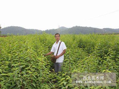 山桃稠李小苗