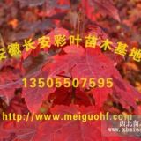 供應(yīng)美國紅楓、美國紅楓小苗