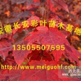 供應(yīng)美國(guó)紅楓、美國(guó)紅楓小苗