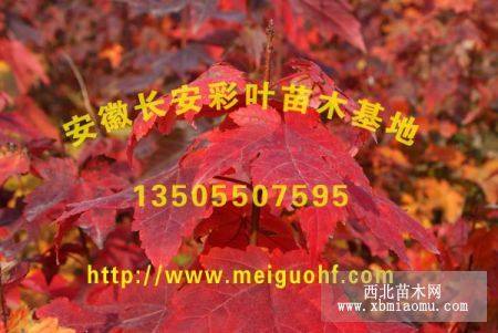 美國紅楓、美國紅楓小苗