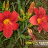 名優(yōu)紅寶石萱草低價(jià)熱銷