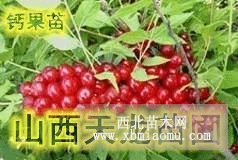 钙果苗 供应钙果苗 出售钙果苗 销售钙果苗