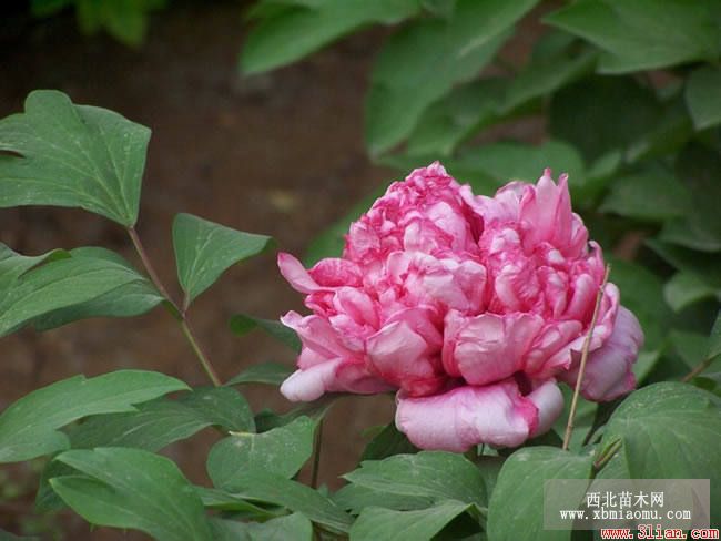 牡丹花圖片大全 牡丹花資料