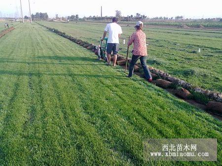 河北省草坪价格 山西草坪价格 