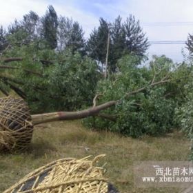 國槐價格,國槐樹苗,國槐小苗 祥澤綠化