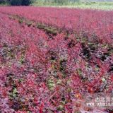 大量供應(yīng)金葉女貞，紅葉小檗，紫薇，紫葉李