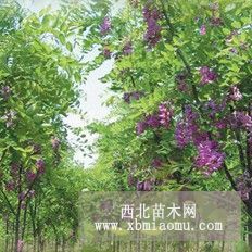 河北刺槐 河北香花槐