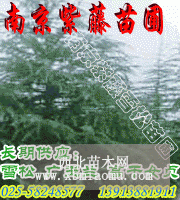 雪松 玉兰等绿化苗木