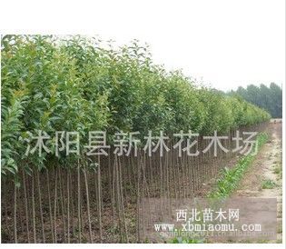 供应大叶女贞2-10公分 量大优惠