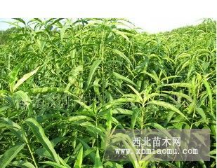 大量供應(yīng)桃樹苗蘋果苗梨樹苗山楂苗